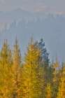 USA, Washington. Larch trees in autumn color Loup Loup State Forest, smoke from controlled burn Art Print